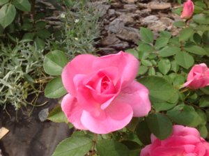 IMG_3946.JPG