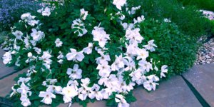 20180623_121408.jpg