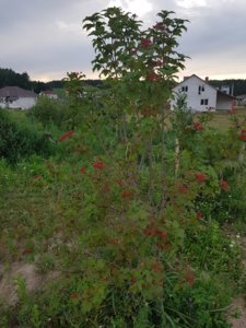 20180725_235120.jpg