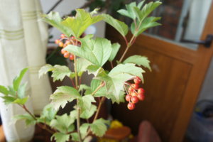 DSC00793.JPG
