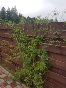 20180715_095348.jpg