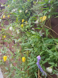 20180715_095404.jpg