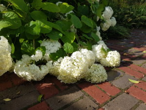 20180719_171558.jpg