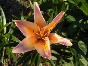 DSCN7429.JPG