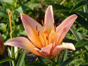 DSCN7435.JPG