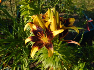 DSCN7490.JPG