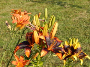 DSCN7509.JPG