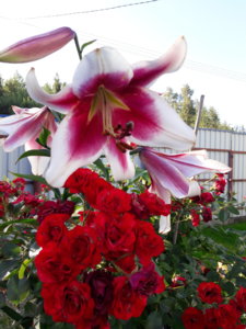 20180730_073907.jpg
