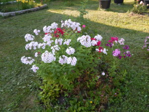 DSCN7445.JPG