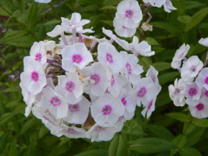 DSCN7446.JPG