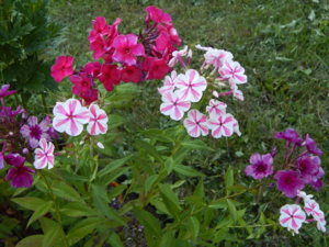 DSCN7448.JPG