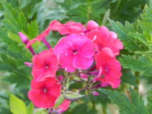 DSCN7449.JPG