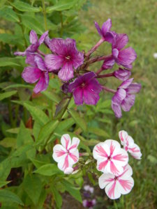 DSCN7564.JPG