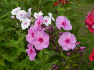 DSCN7566.JPG
