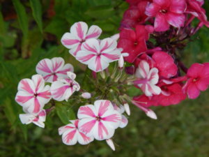 DSCN7571.JPG
