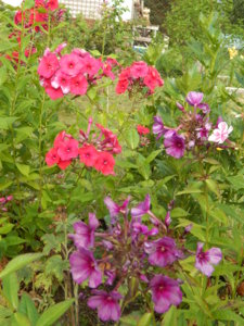 DSCN7567.JPG