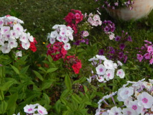 DSCN7563.JPG