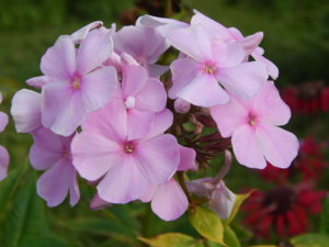 DSCN7609.JPG