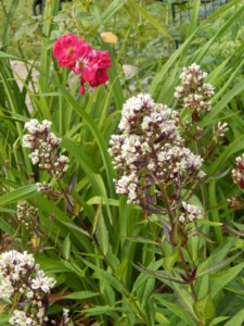 DSCN7660.JPG