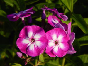 DSCN7500.JPG