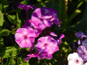 DSCN7503.JPG
