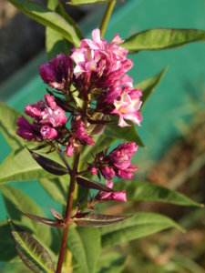 DSCN7505.JPG