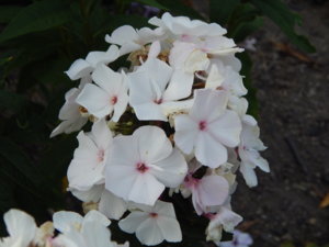 DSCN7638.JPG