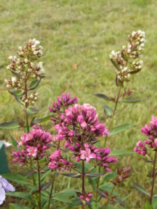 DSCN7639.JPG