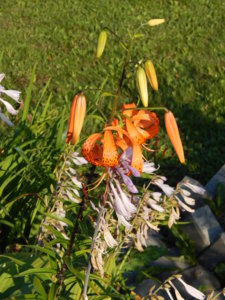 DSCN7482.JPG