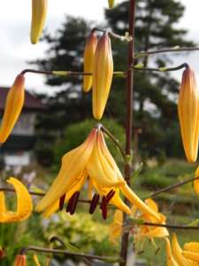 DSCN7599.JPG