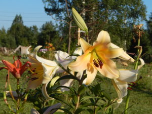 DSCN7440.JPG