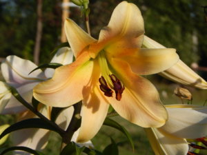 DSCN7441.JPG
