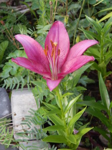 DSCN7586.JPG