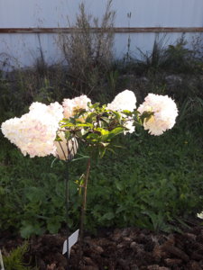 20180802_075356.jpg