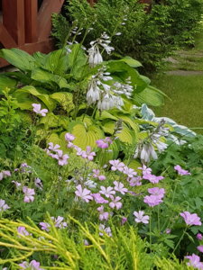 20180715_122646.jpg