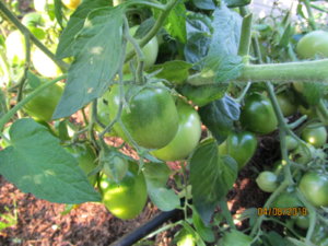 IMG_1289.JPG