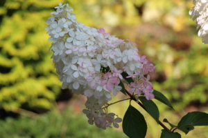 IMG_8850.JPG