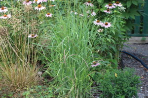 IMG_8864.JPG