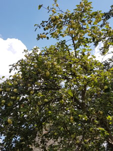 20180808_134730.jpg