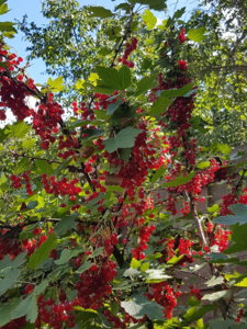 20180807_113204.jpg