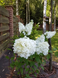 20180807_113502.jpg