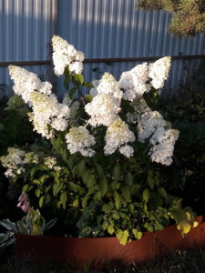 20180808_201001.jpg