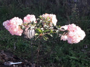 20180809_075429.jpg