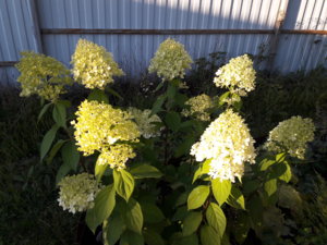 20180808_195926.jpg