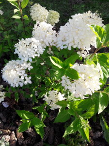 20180809_075459.jpg