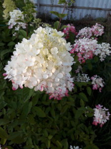 20180808_201040.jpg
