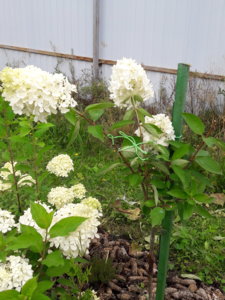 20180806_102416.jpg