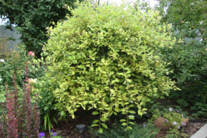 ива.jpg