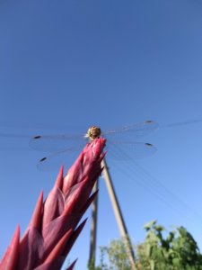 IMG_20180811_171328.jpg