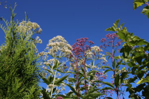 IMG_8952.JPG